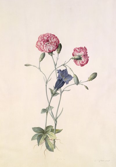 Carnation and Gentian by Georg Dionysius Ehret